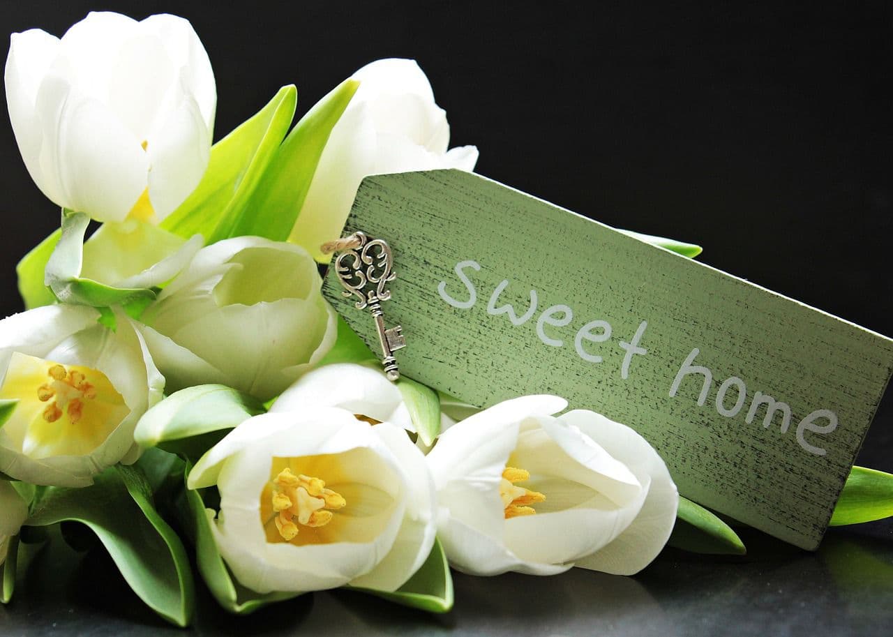 Sweet Home — Tulipes Et Cetera
